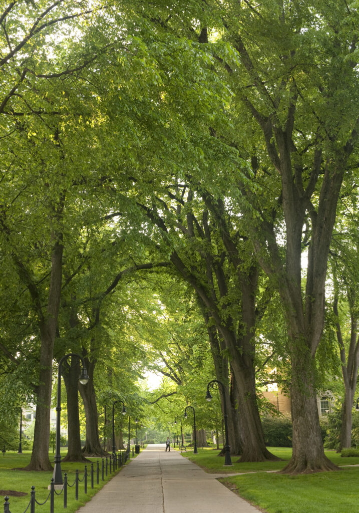 Elm Trees