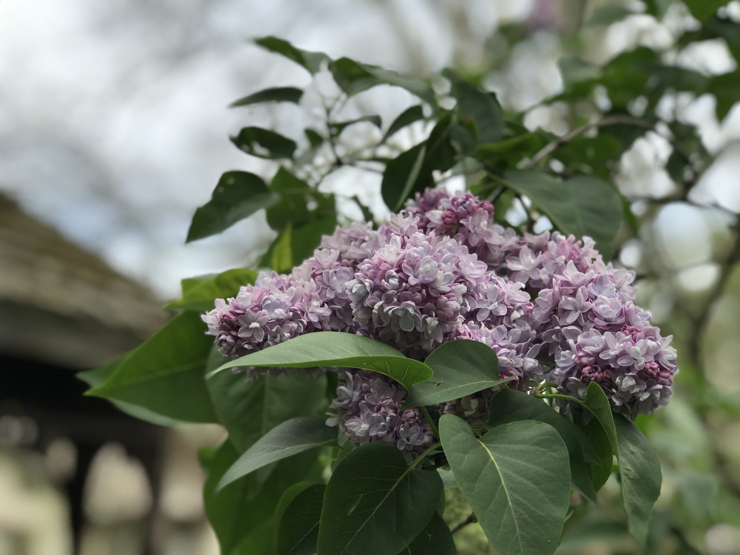 #2 Laura’s Lilac Bower